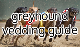 Hvordan tippe på greyhound